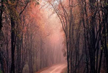 美短跑名宿约翰逊创新联赛 推动径赛运动发展.